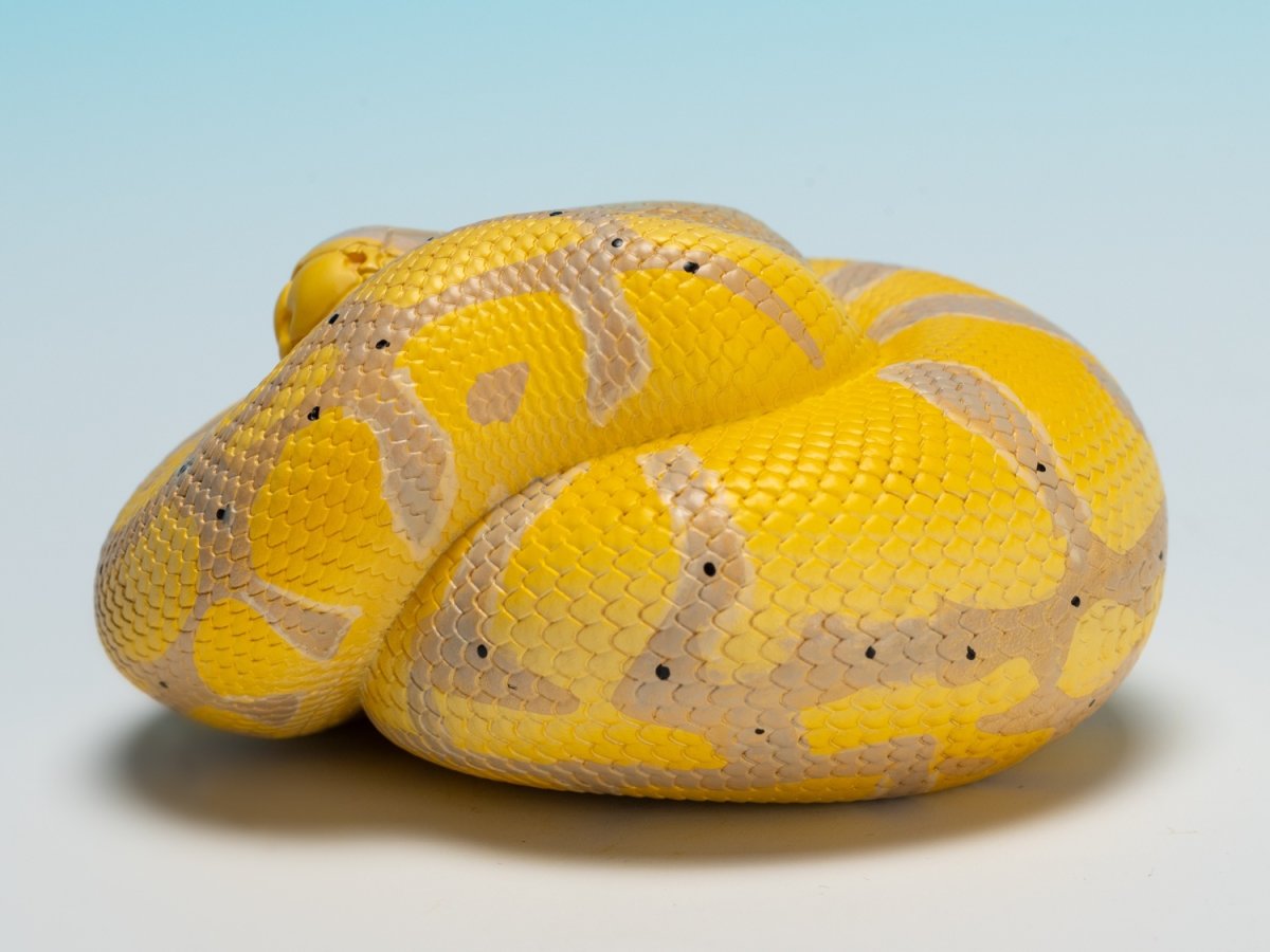 画像5: ボールニシキヘビ（バナナ） (5)