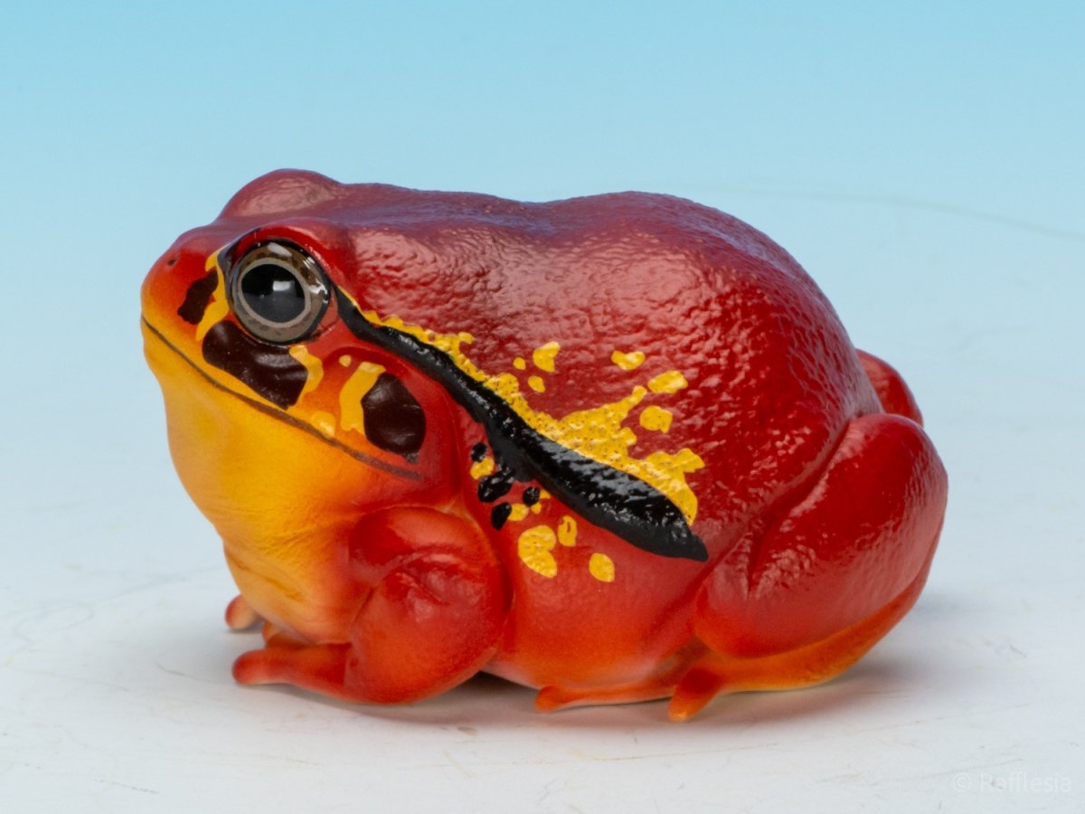 画像6: アカトマトガエル (6)