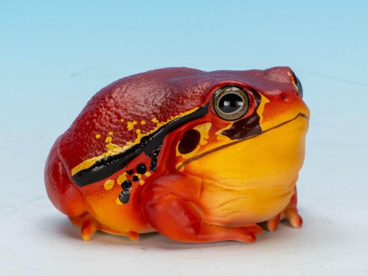 画像9: アカトマトガエル (9)