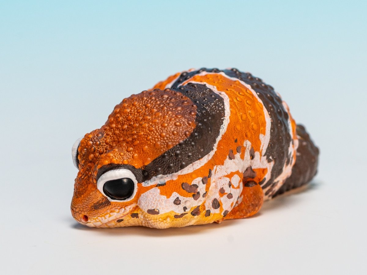 画像4: ニシアフリカトカゲモドキ（日本限定） (4)