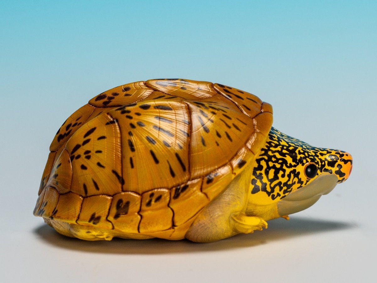 画像2: サルヴィンオオニオイガメ (2)