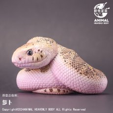 画像1: パインヘビ（白） (1)