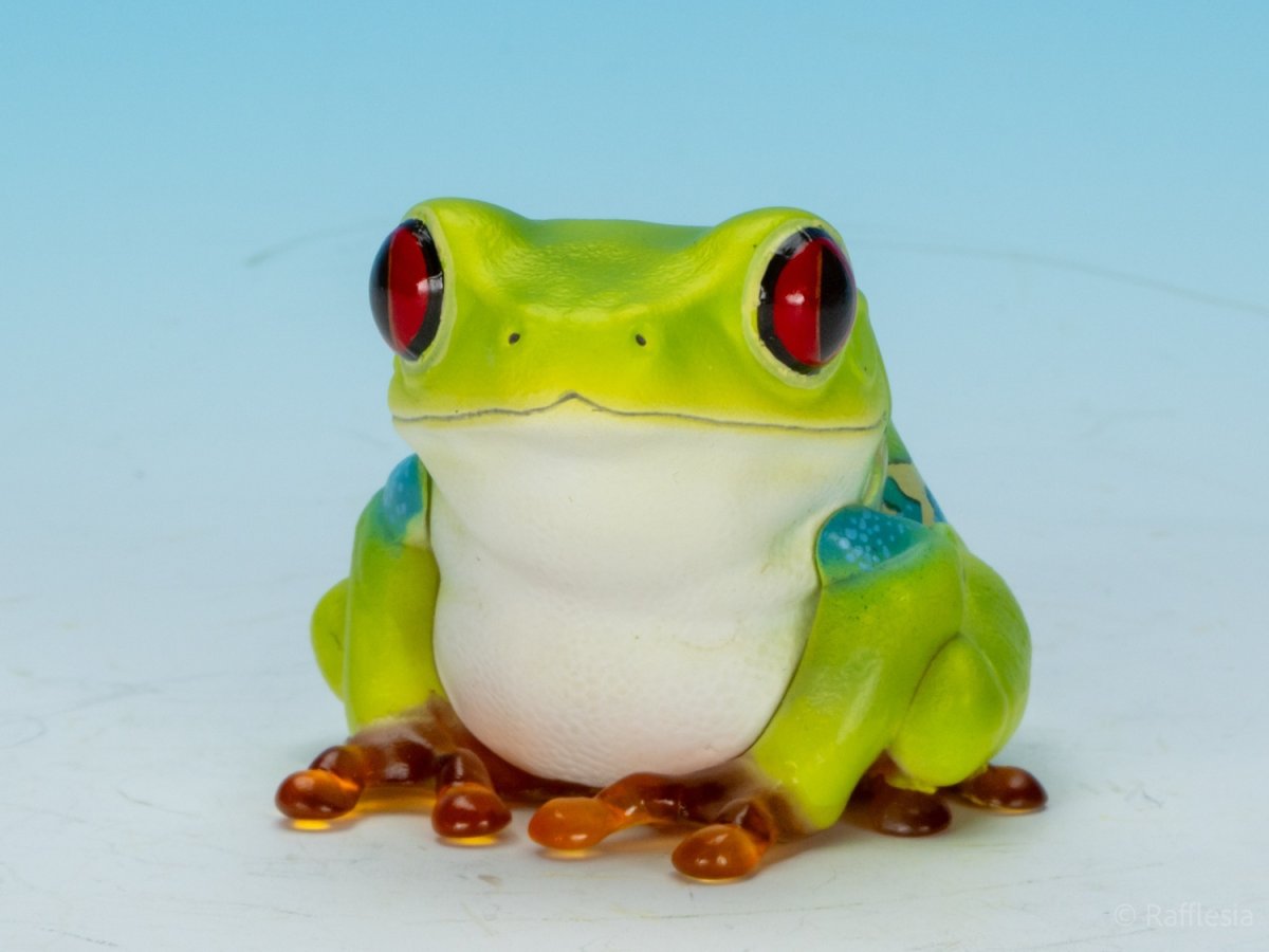 画像9: アカメアマガエル (9)