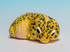 画像6: ヒョウモントカゲモドキ（オリジナル） (6)