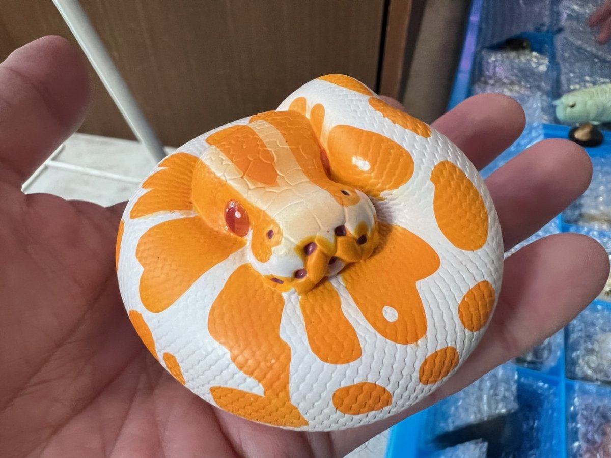 画像4: ボールニシキヘビ（ラベンダー白化） (4)