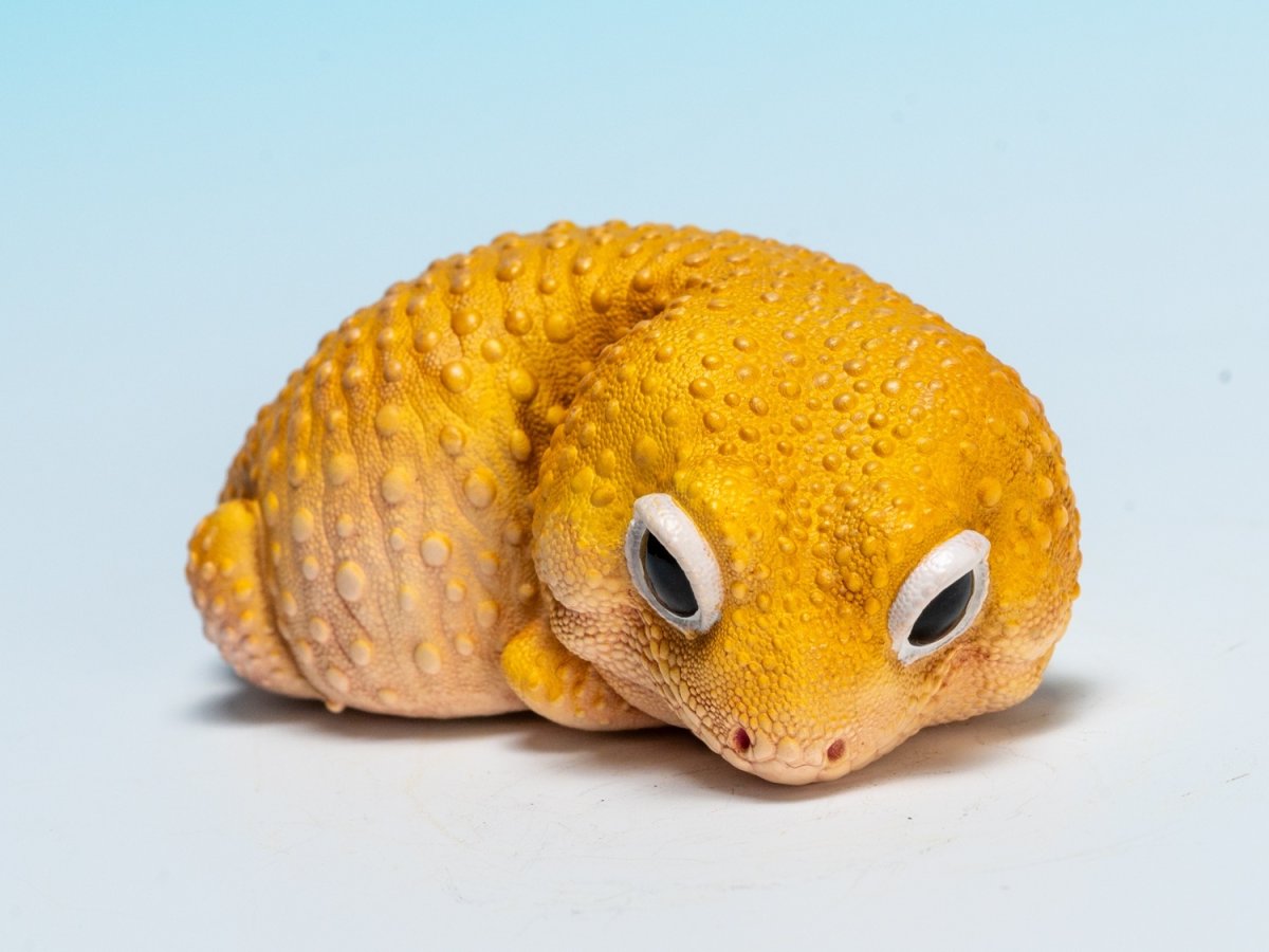 画像8: ヒョウモントカゲモドキ（蜜柑） (8)