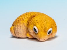 画像8: ヒョウモントカゲモドキ（蜜柑） (8)