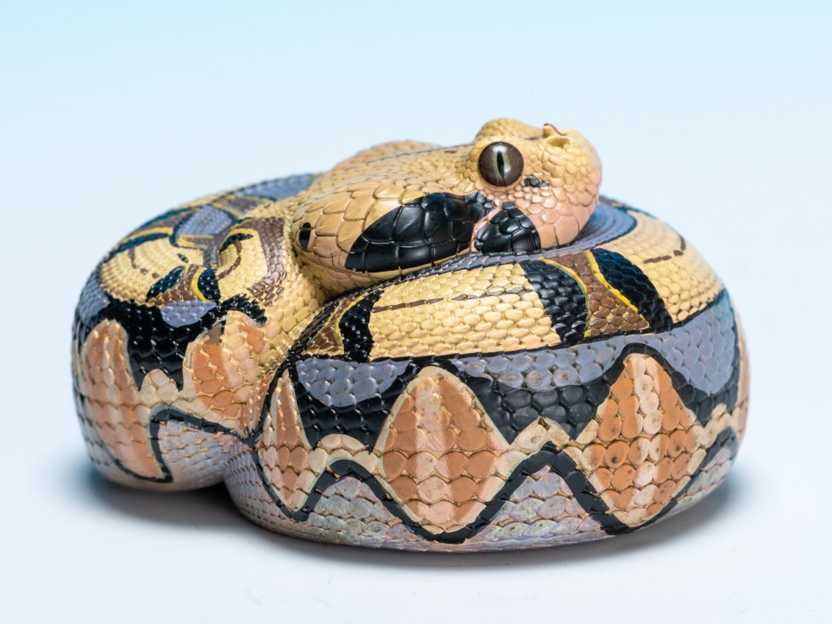 画像2: ガボンアダー (2)