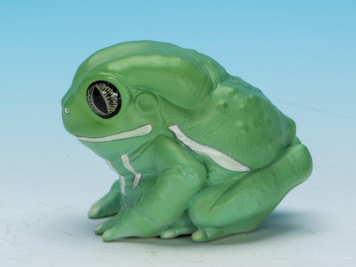 画像6: ソバージュネコメガエル (6)