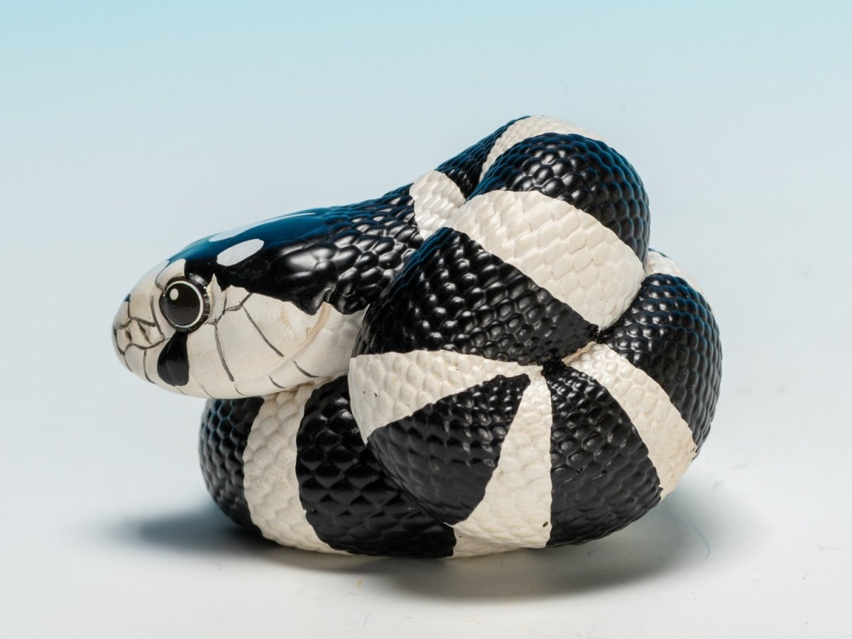 画像5: カリフォルニアキングヘビ（白黒） (5)