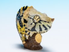 画像1: メラーカメレオン (1)