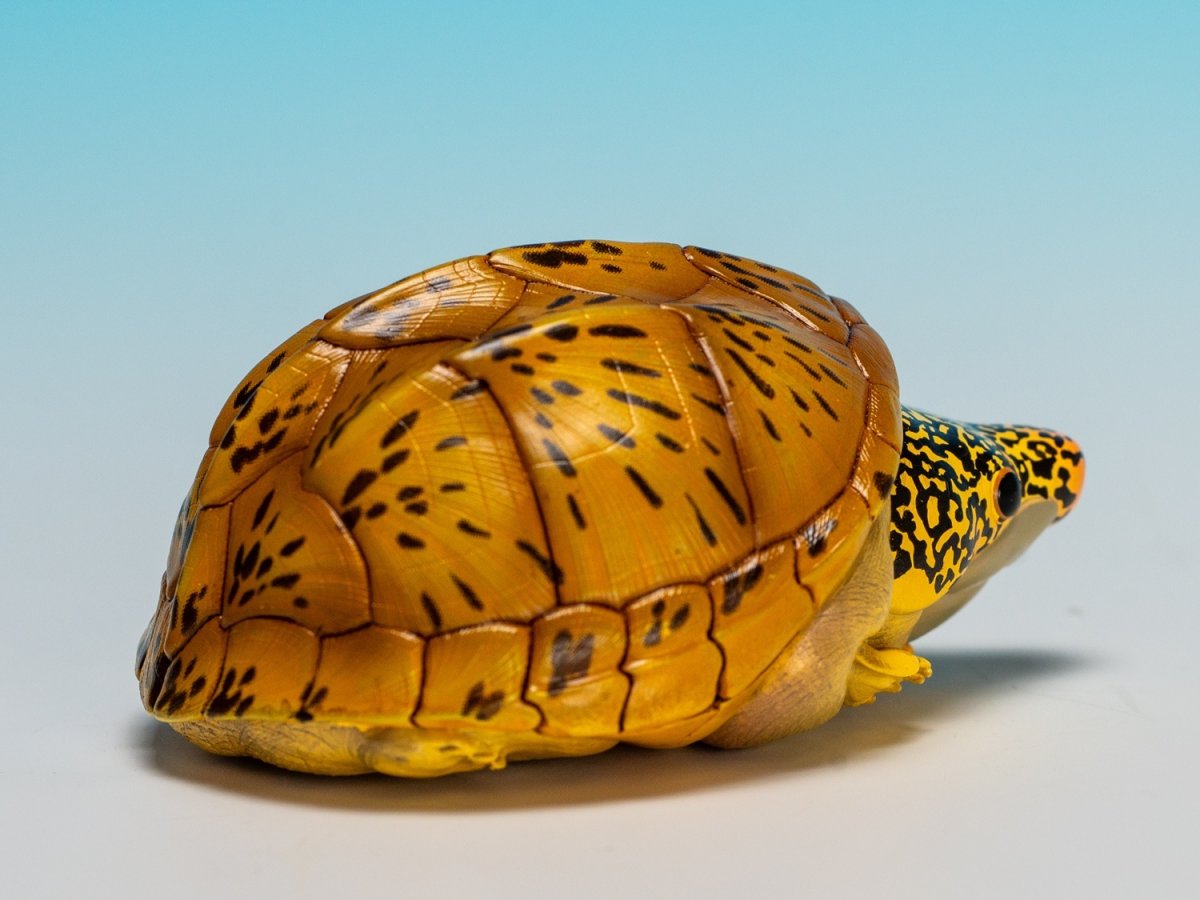 画像3: サルヴィンオオニオイガメ (3)