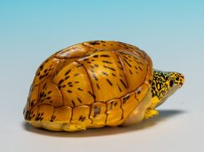 画像3: サルヴィンオオニオイガメ (3)
