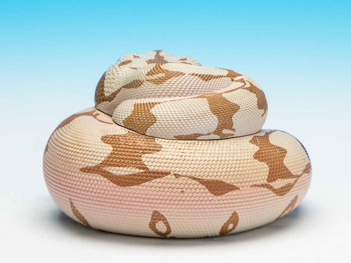 画像7: ガイアナボアコンストリクター (7)