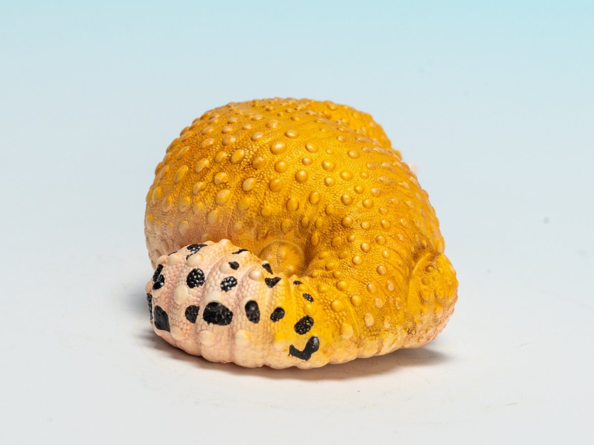 画像3: ヒョウモントカゲモドキ（蜜柑） (3)