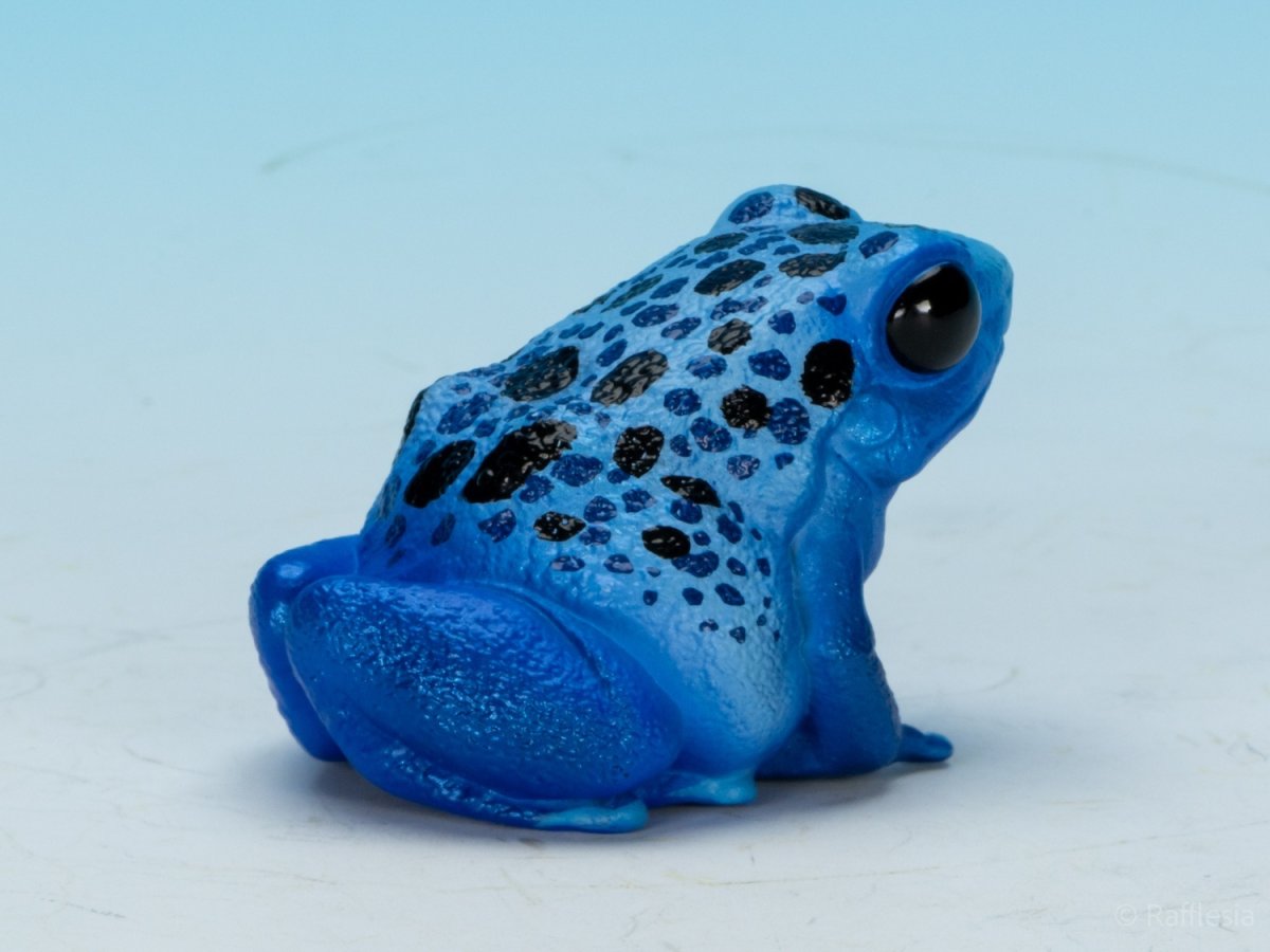 画像3: コバルトヤドクガエル (3)