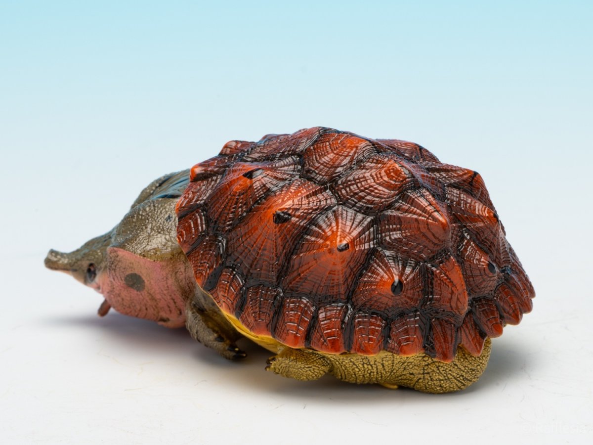 画像3: レッドマタマタ (3)