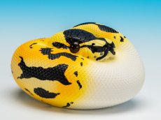 画像1: ボールニシキヘビ (1)