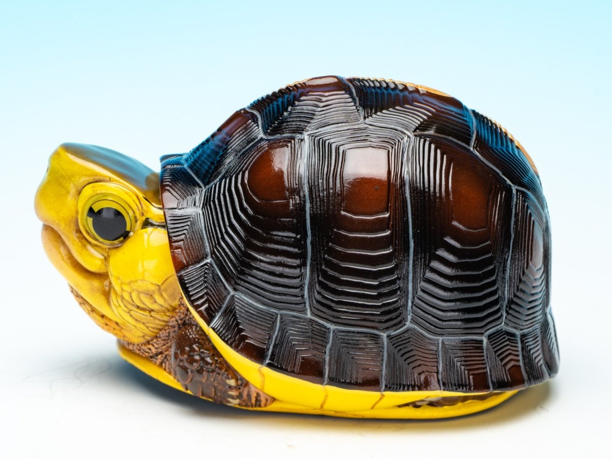 画像4: チュウゴクセマルハコガメ（台湾型） (4)