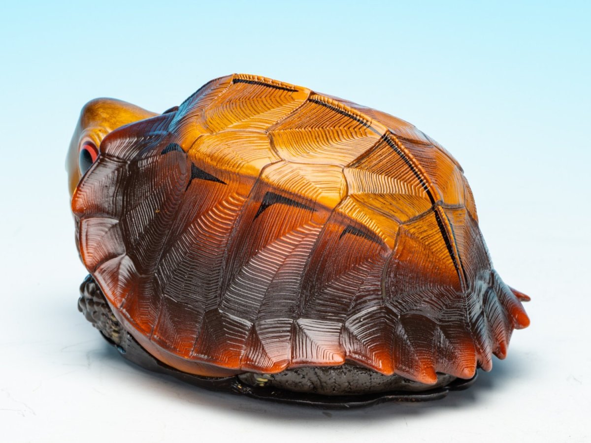 画像7: ヒラセガメ (7)