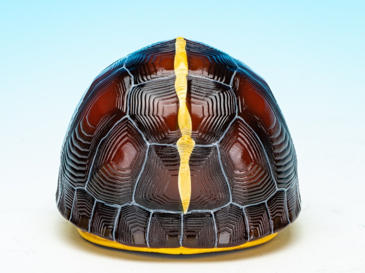 画像6: チュウゴクセマルハコガメ（安縁） (6)