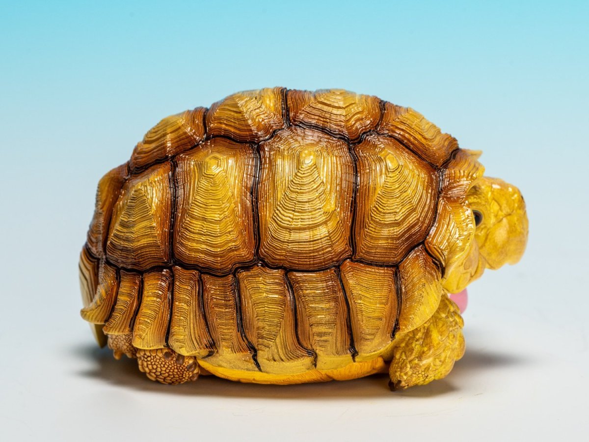 画像2: ケヅメガメ（メス） (2)