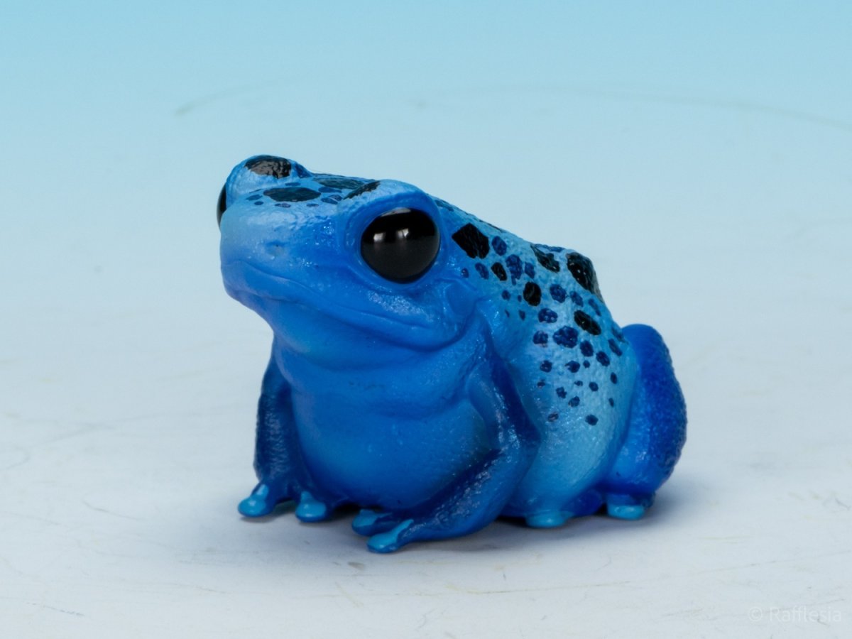 画像7: コバルトヤドクガエル (7)