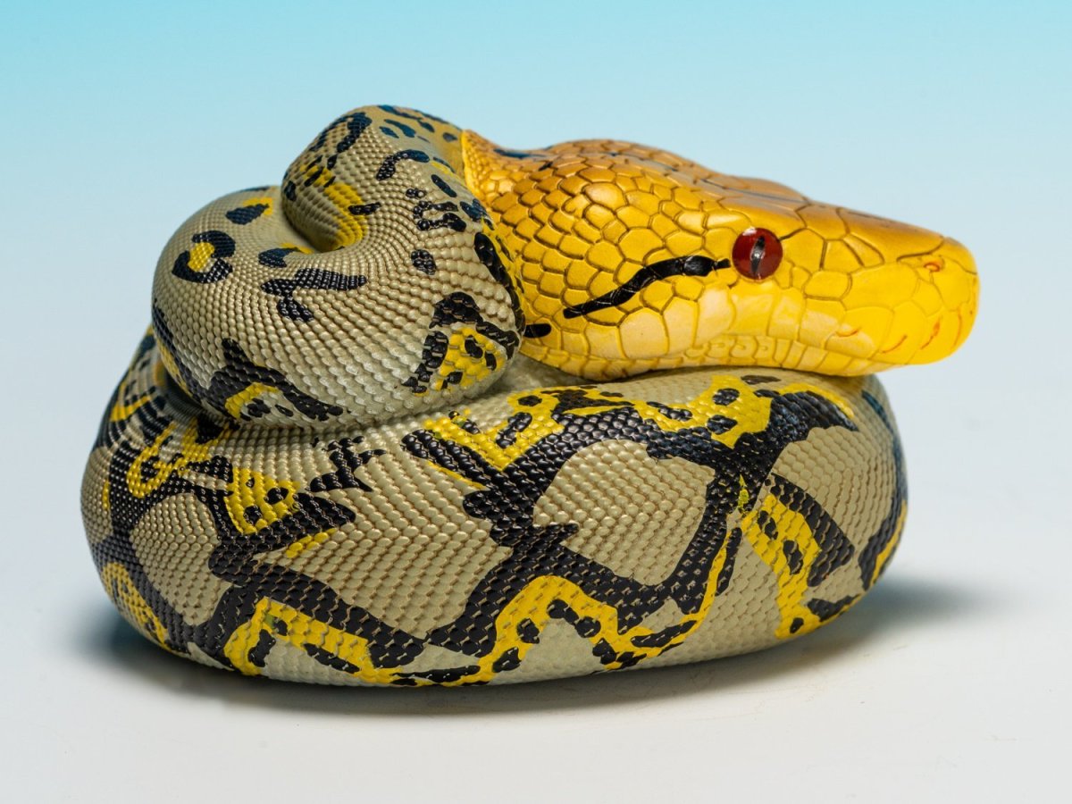 画像2: アミメニシキヘビ (2)