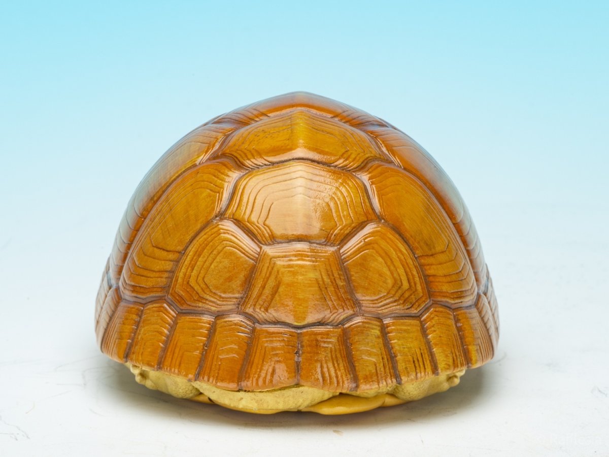 画像7: タイリクイシガメ (7)