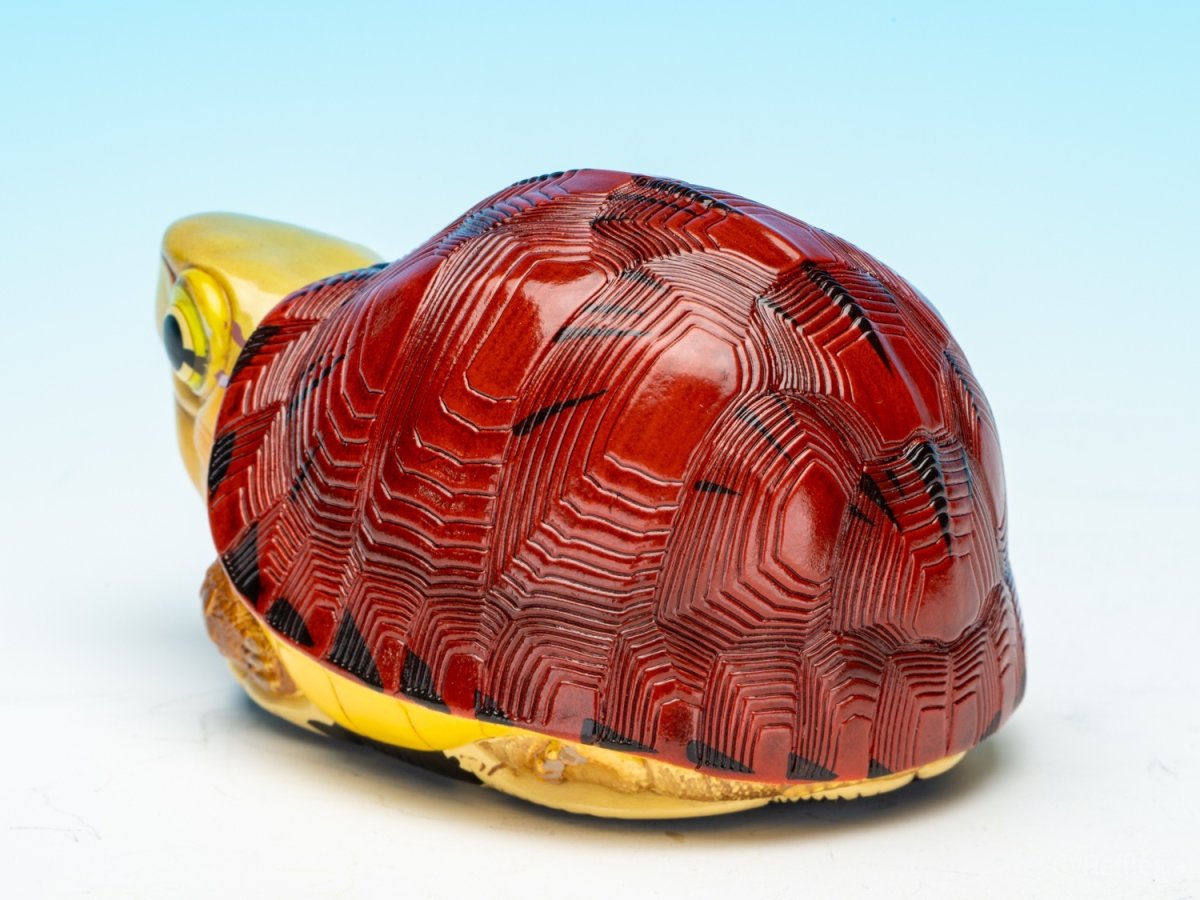 画像5: マコードハコガメ (5)