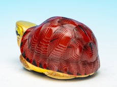 画像5: マコードハコガメ (5)