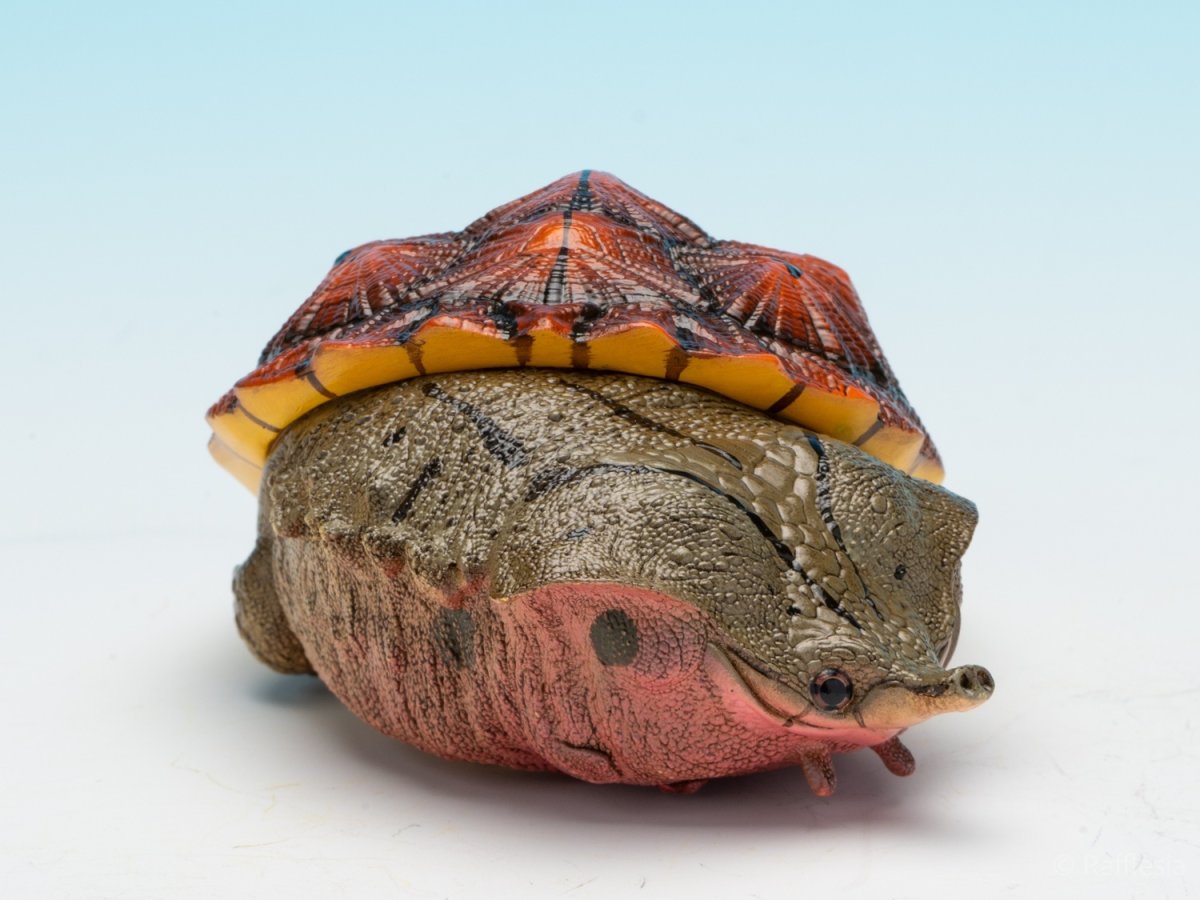 画像8: レッドマタマタ (8)