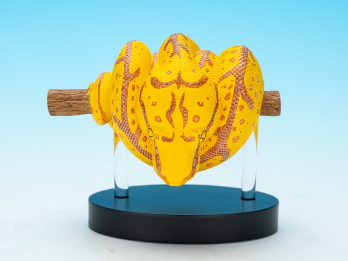 画像6: ミドリニシキヘビ（WF2024限定）【動画あり】 (6)