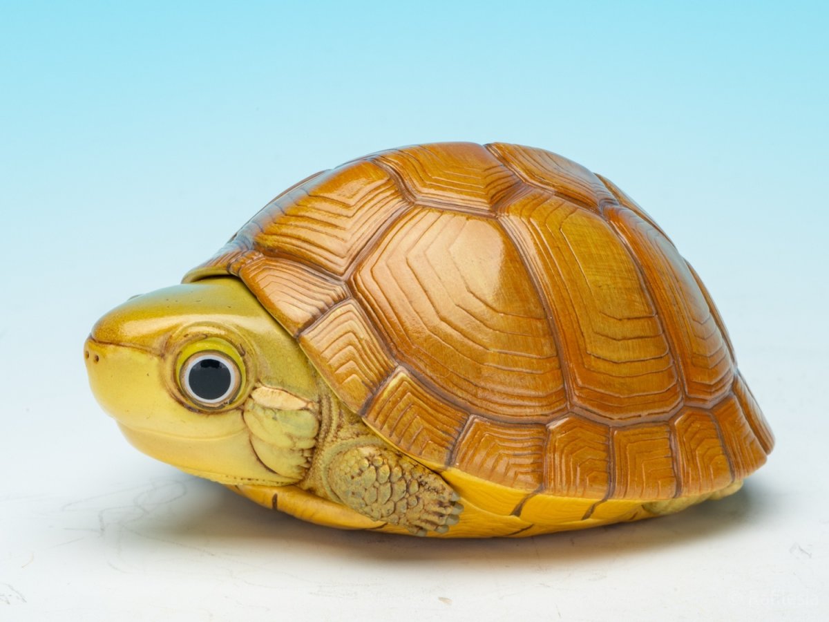 画像4: タイリクイシガメ (4)