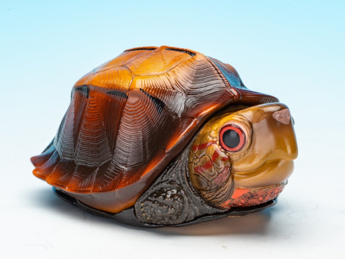 画像2: ヒラセガメ (2)