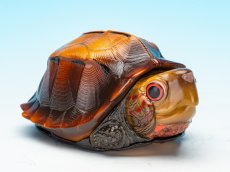 画像2: ヒラセガメ (2)
