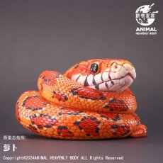 画像1: コーンスネーク（アカダイショウ） (1)