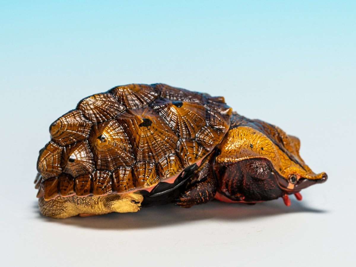 画像2: ブラックマタマタ (2)