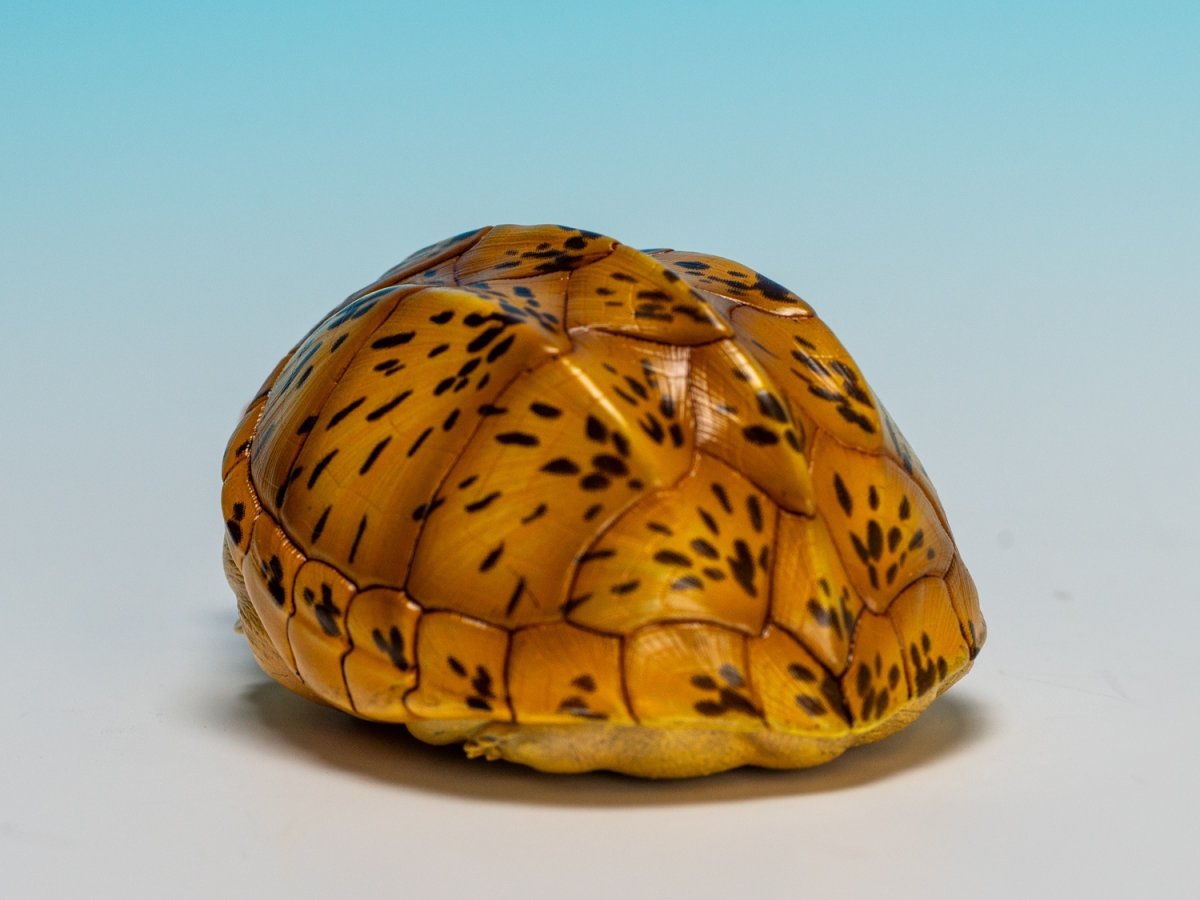 画像5: サルヴィンオオニオイガメ (5)