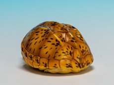 画像5: サルヴィンオオニオイガメ (5)