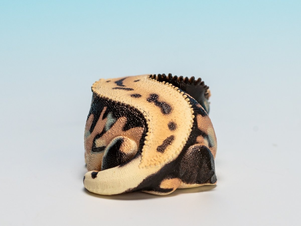 画像3: オウカンミカドヤモリ（リリーホワイト） (3)