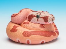 画像1: コロンビアボアコンストリクター (1)