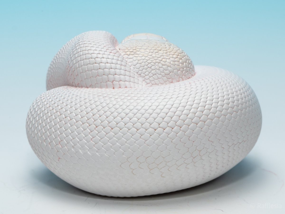 画像4: ボールニシキヘビ（リューシ）【動画あり】 (4)