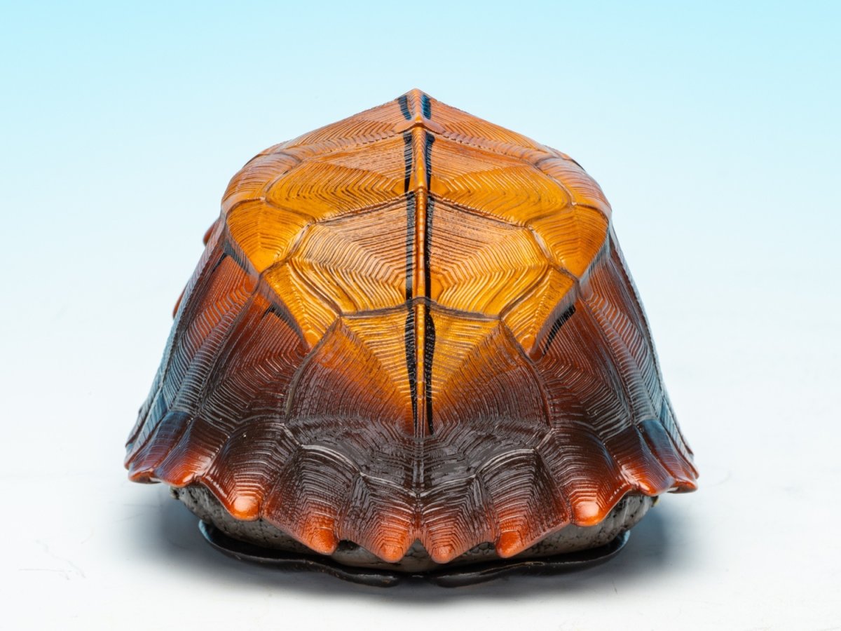 画像8: ヒラセガメ (8)