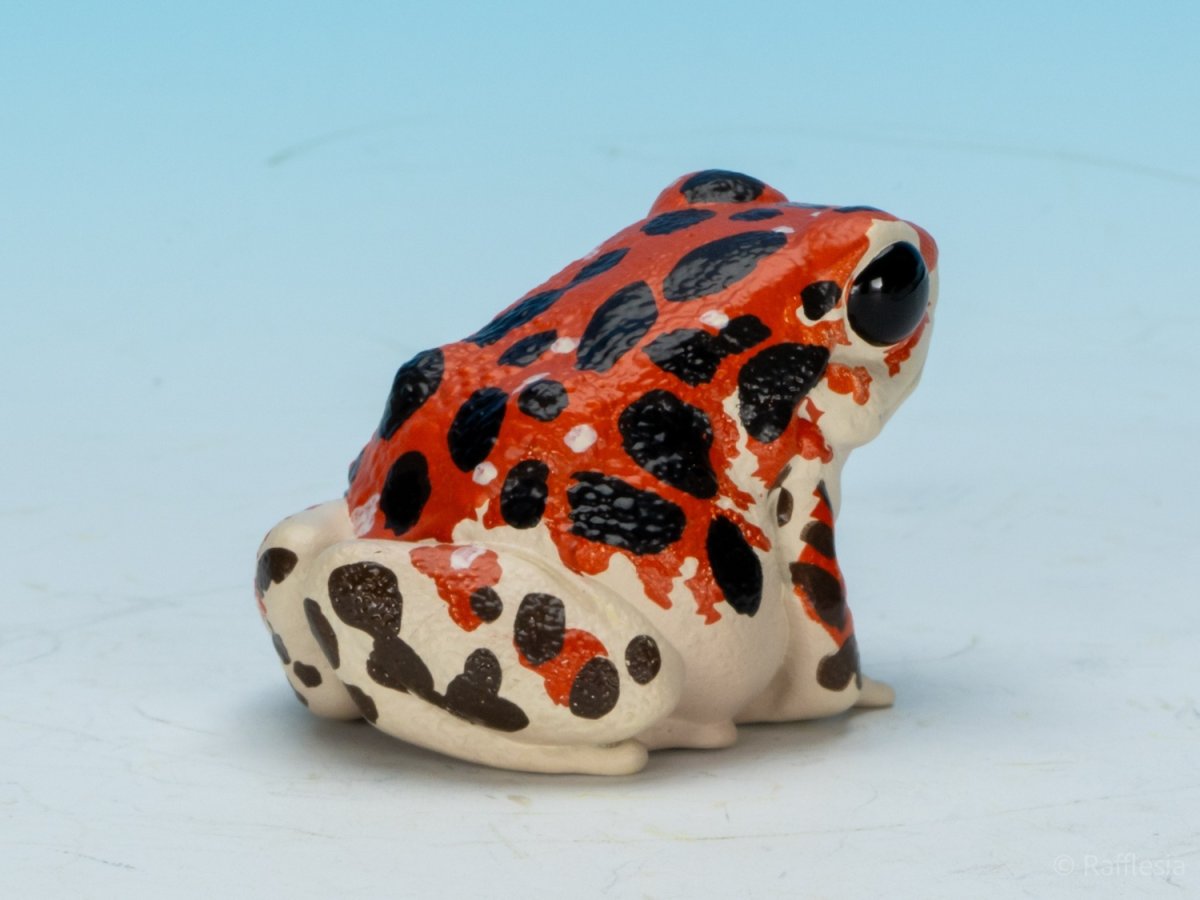 画像3: イチゴヤドクガエル (3)