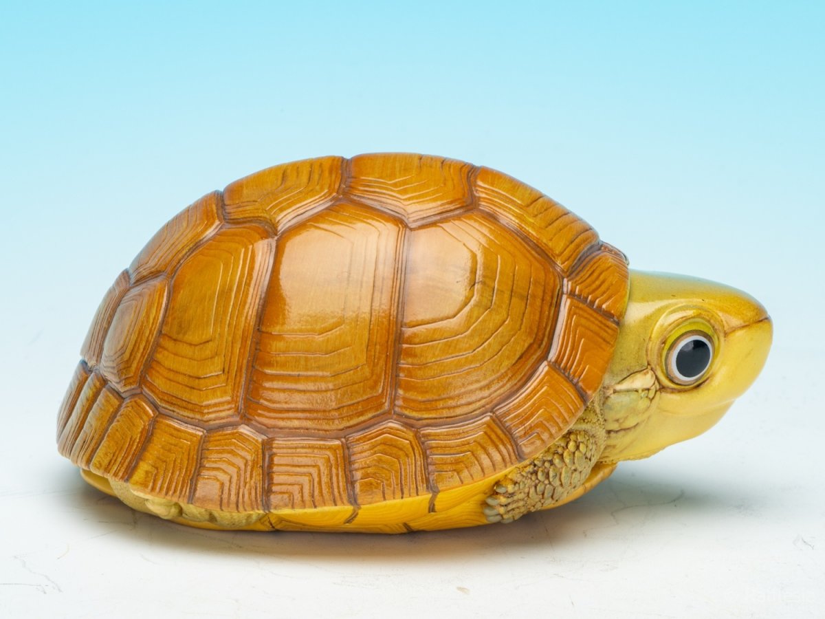 画像9: タイリクイシガメ (9)