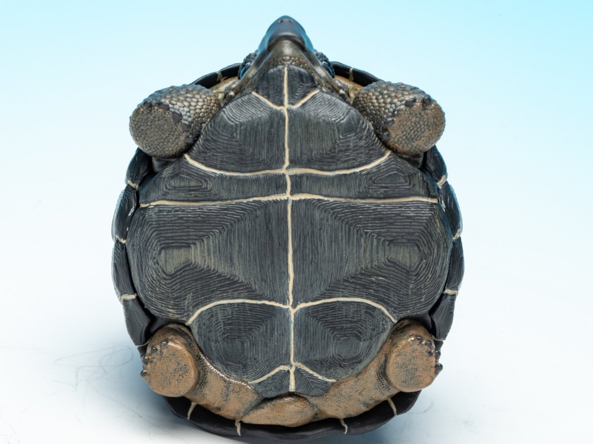 画像9: アルダブラゾウガメ (9)