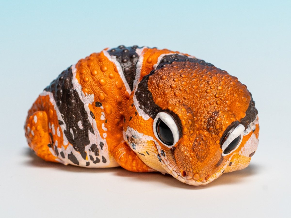 画像5: ニシアフリカトカゲモドキ（日本限定） (5)