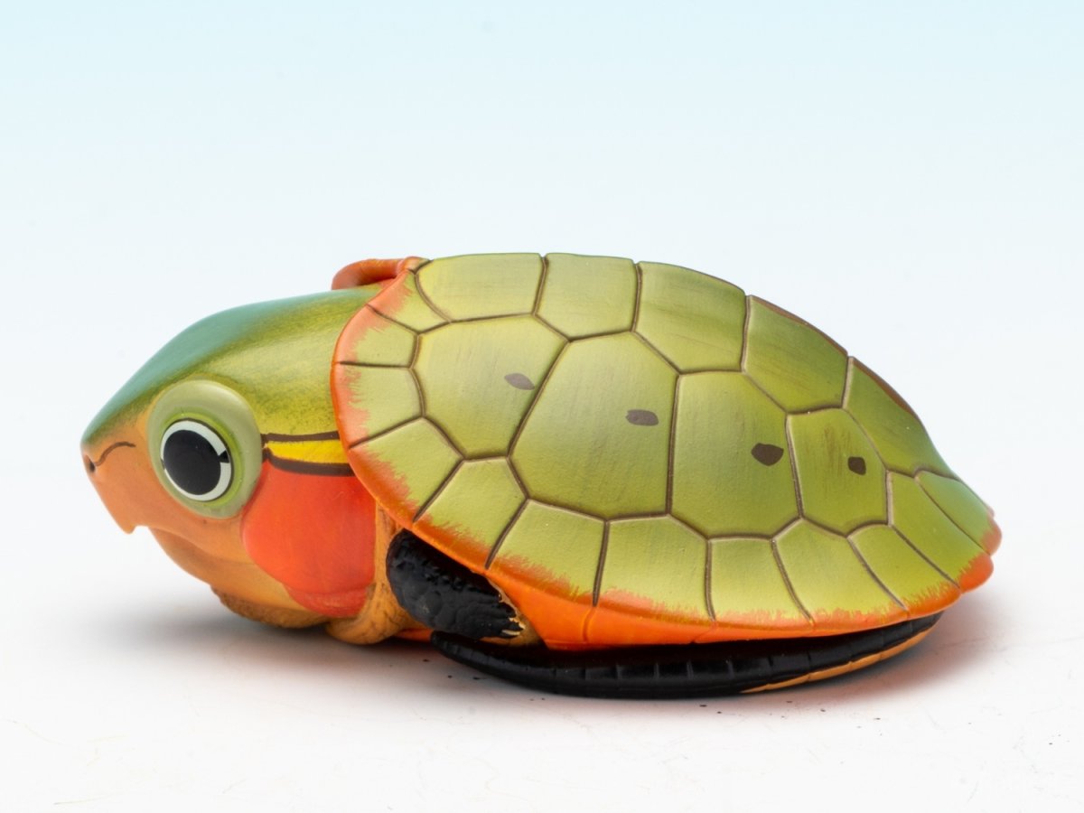 画像6: オオアタマガメ（五周年記念） (6)