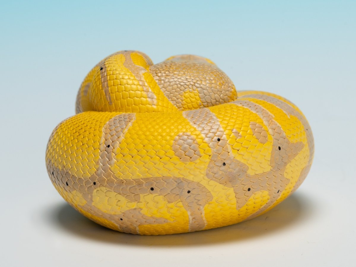 画像4: ボールニシキヘビ（バナナ） (4)